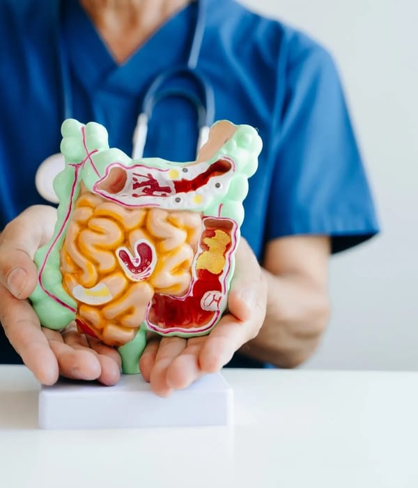 Human digestive system anatomy medical illustration